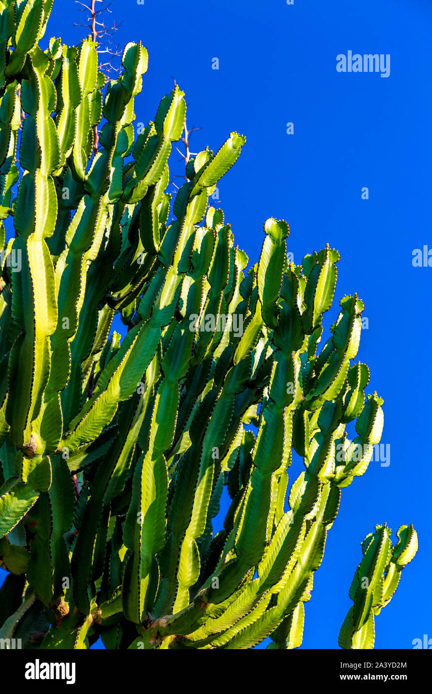 Cactus plant turkey -Fotos und -Bildmaterial in hoher Auflsung  Alamy