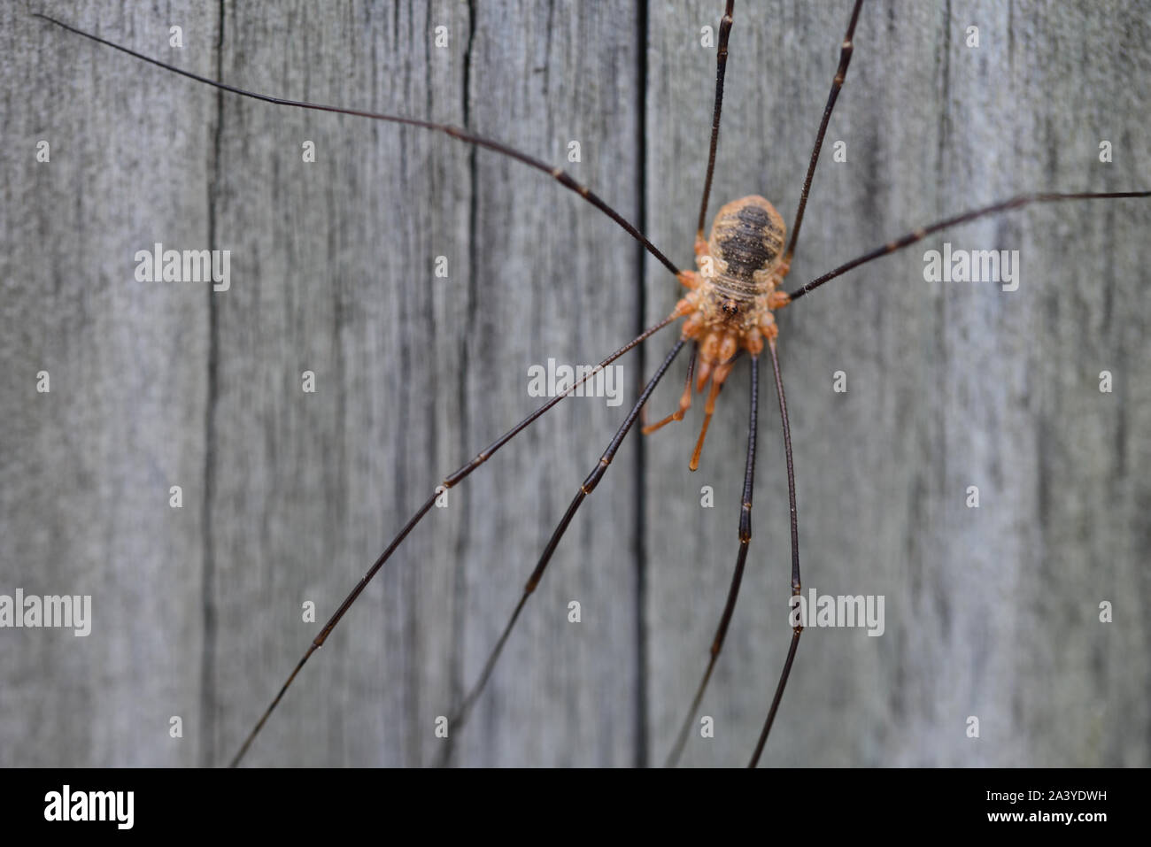 Nahaufnahme einer Weizen Anbauer spider vor Holz- Hintergrund Stockfoto