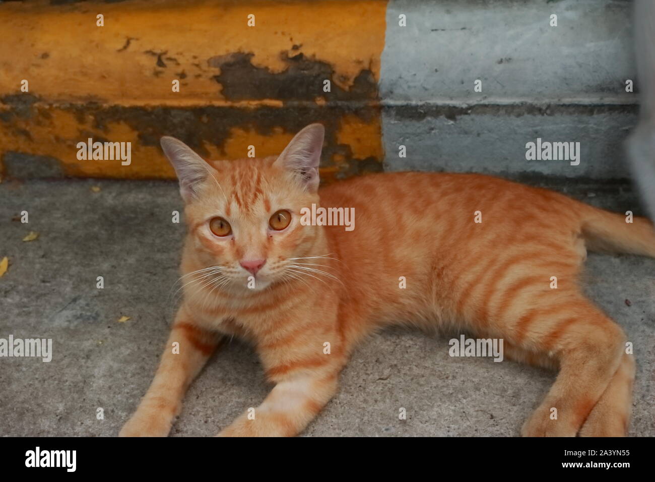 Closeup Augen von niedlichen Ginger cat ruht auf der Straße und mit Blick auf die Kamera Stockfoto