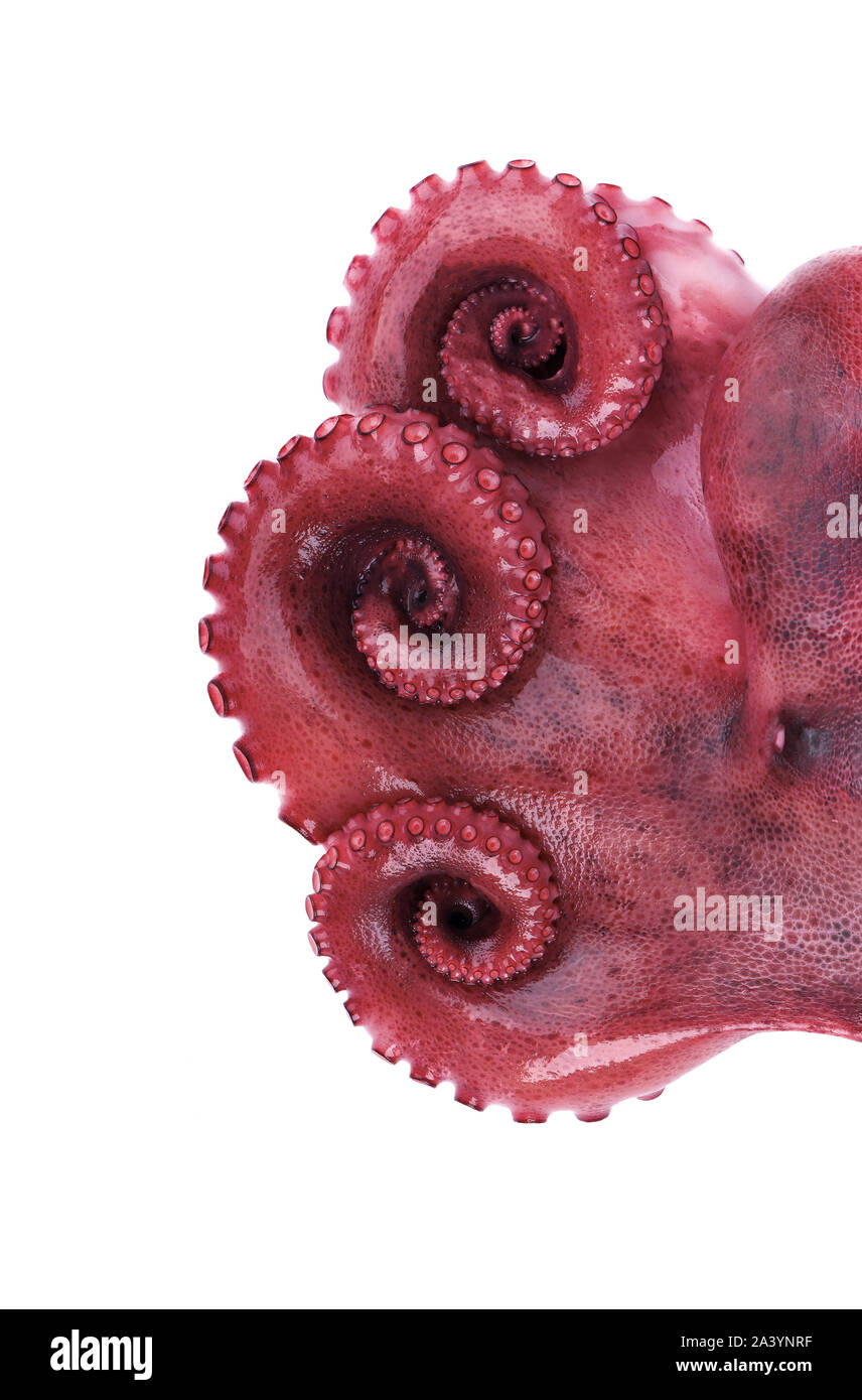 Gekochte Octopus auf weißem Hintergrund. Gekochte octopus Tentakeln isoliert. Stockfoto