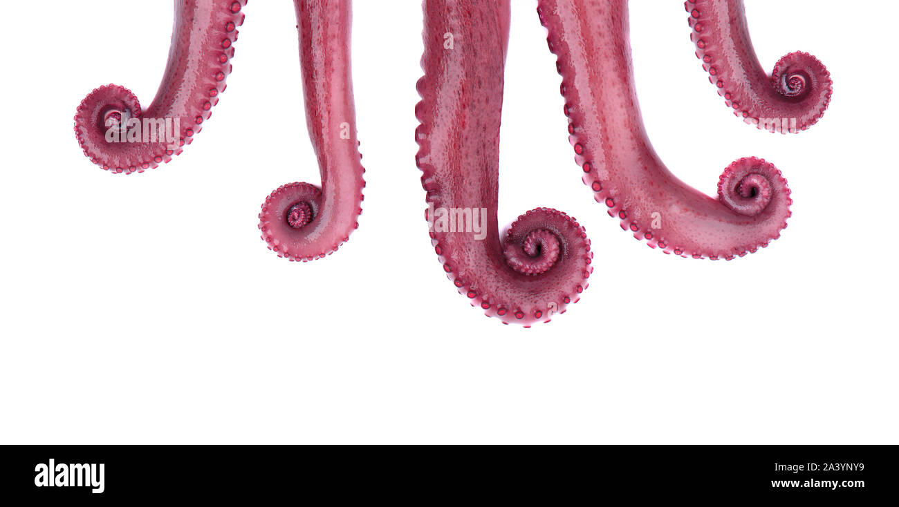 Tentakel der Krake isoliert auf weißem Hintergrund. Stockfoto