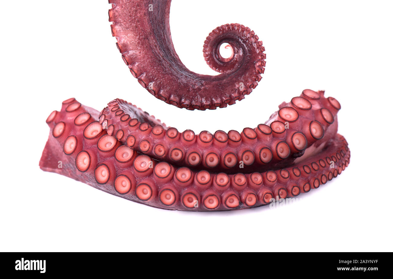 Tentakeln der Octopus auf weißem Hintergrund Stockfoto