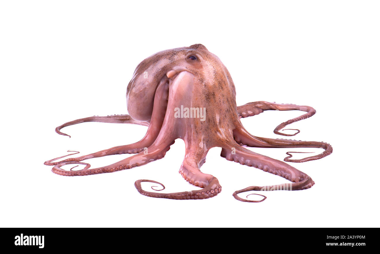 Frische Octopus auf weißem Hintergrund. Frische octopus Tentakeln isoliert. Stockfoto
