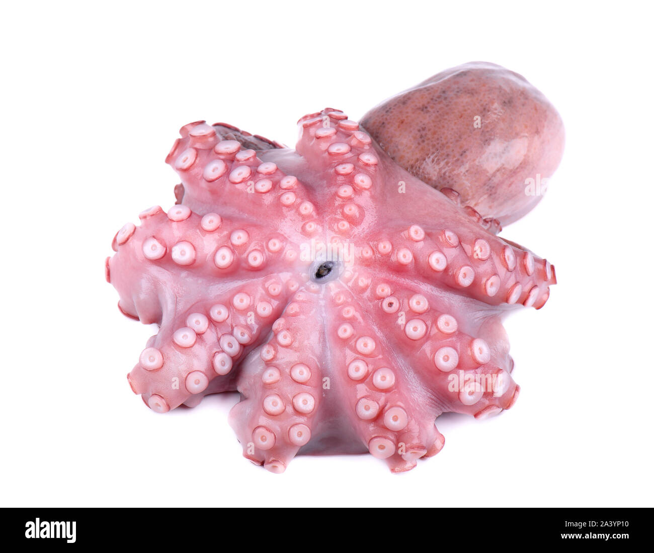 Frische Octopus auf weißem Hintergrund. Frische octopus Tentakeln isoliert. Stockfoto
