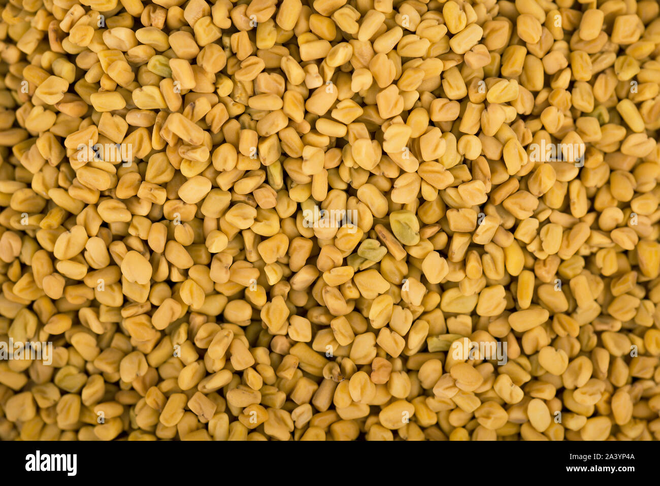 Bockshornkleesamen Hintergrund, Spice, kulinarische Zutat. Indische Gewürze Stockfoto