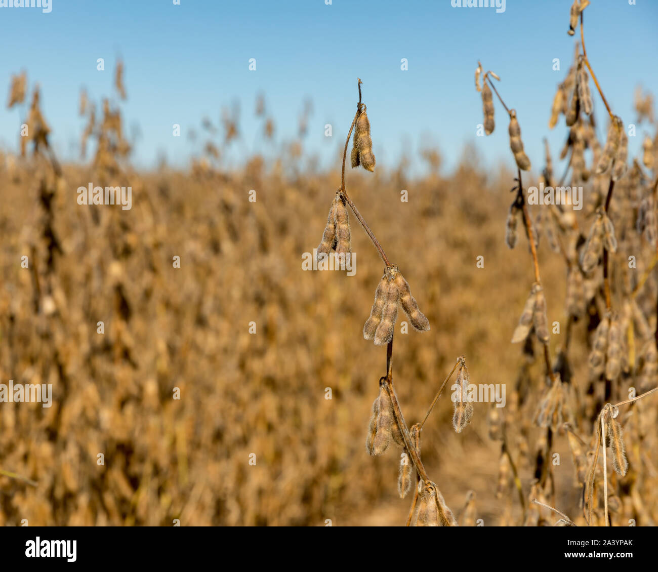 Nahaufnahme der Reifen Sojapflanzen mit Golden Brown Samenkapseln und Stängel trocknen im Feld auf einer sonnigen Herbst Tag zu Beginn der Erntesaison Stockfoto