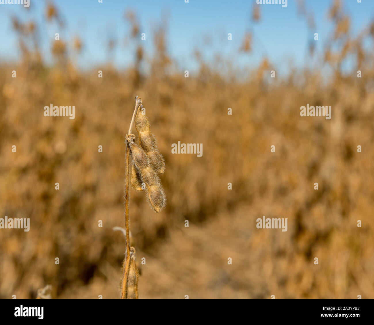 Nahaufnahme der Reifen Sojapflanzen mit Golden Brown Samenkapseln und Stängel trocknen im Feld auf einer sonnigen Herbst Tag zu Beginn der Erntesaison Stockfoto