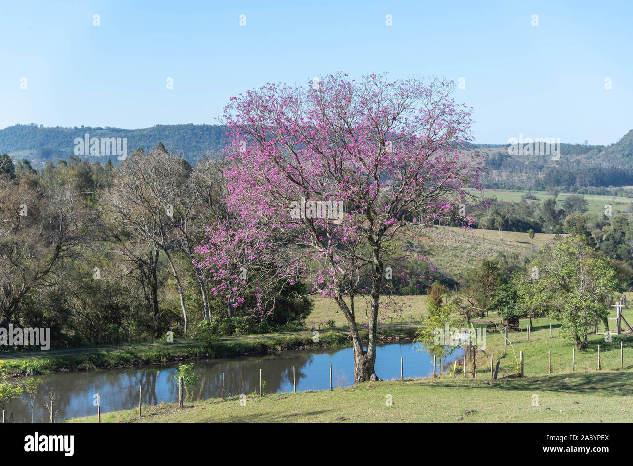 Landschaft und die lila Ipe. Südamerikanische Baum, bekannt für seine medizinische Verwendung und als Hartholz. Die beliebtesten Namen sind: piúva, Pau-d Stockfoto