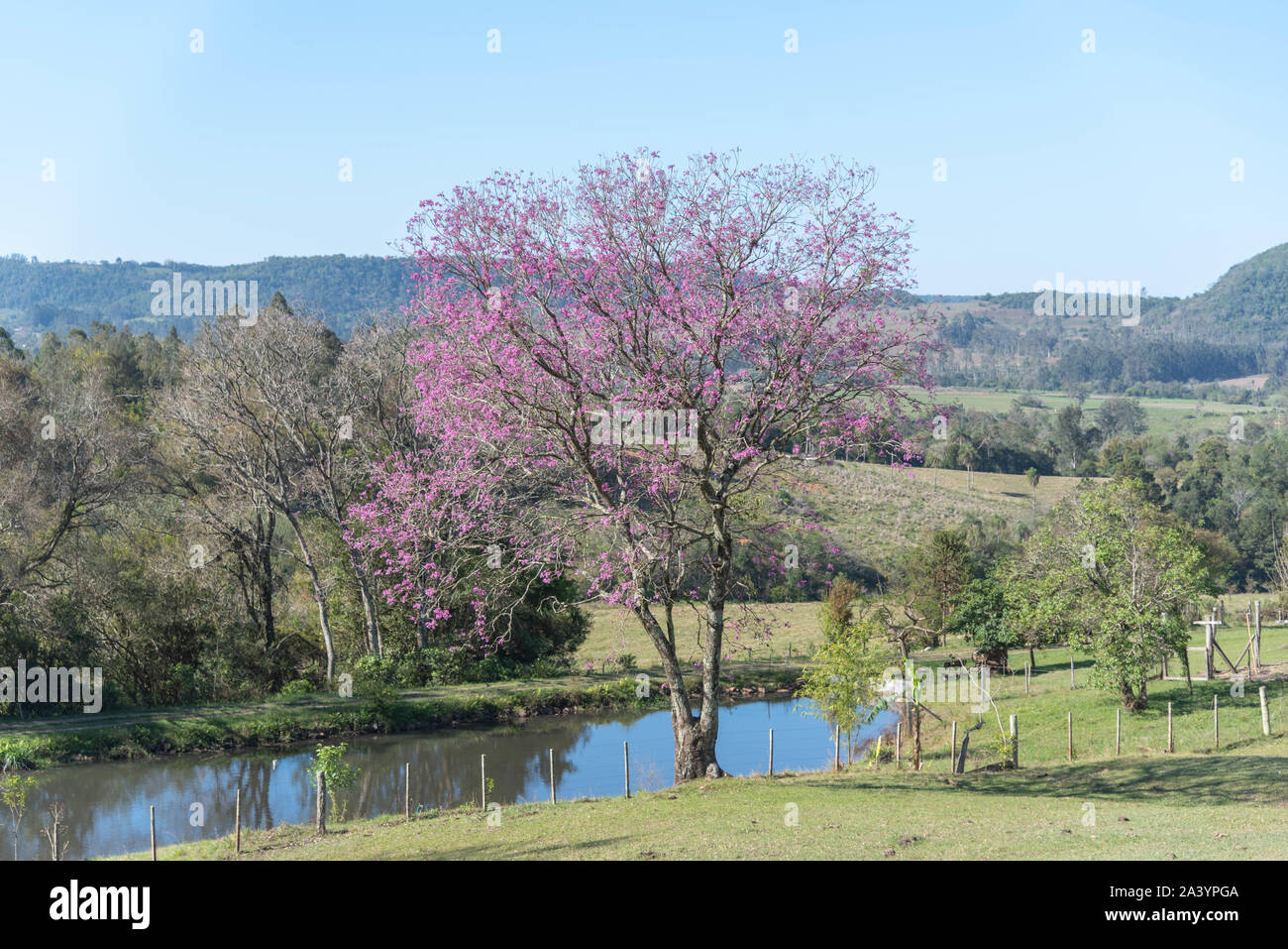 Landschaft und die lila Ipe. Südamerikanische Baum, bekannt für seine medizinische Verwendung und als Hartholz. Die beliebtesten Namen sind: piúva, Pau-d Stockfoto