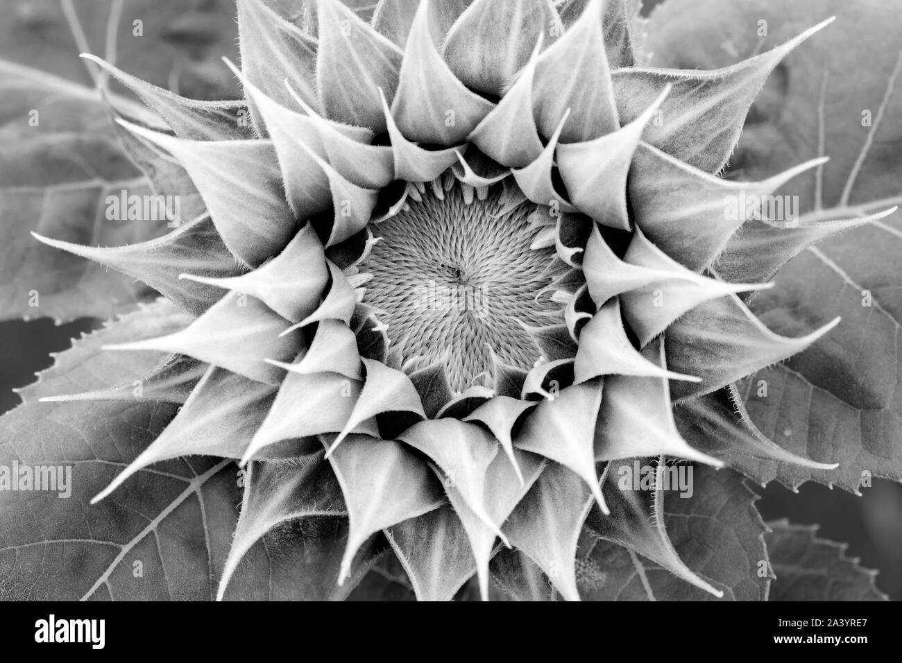 Abstrakte Muster einer Sonnenblume (Schwarz und Weiß) - Asheville, North Carolina, USA Stockfoto