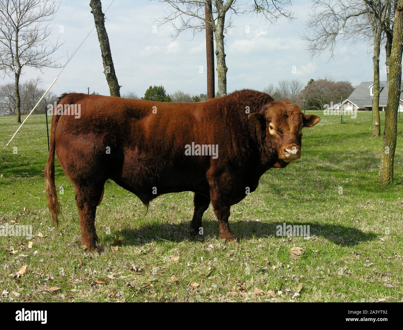 Ständigen starken Texas Longhorn Rinder auf dem Bauernhof Stockfoto