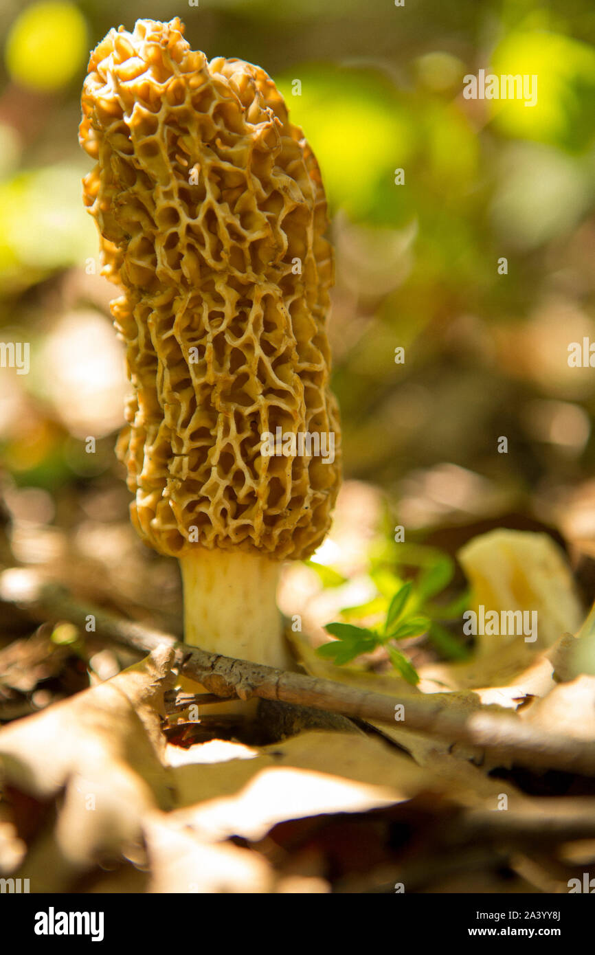 Morel Pilz Stockfoto