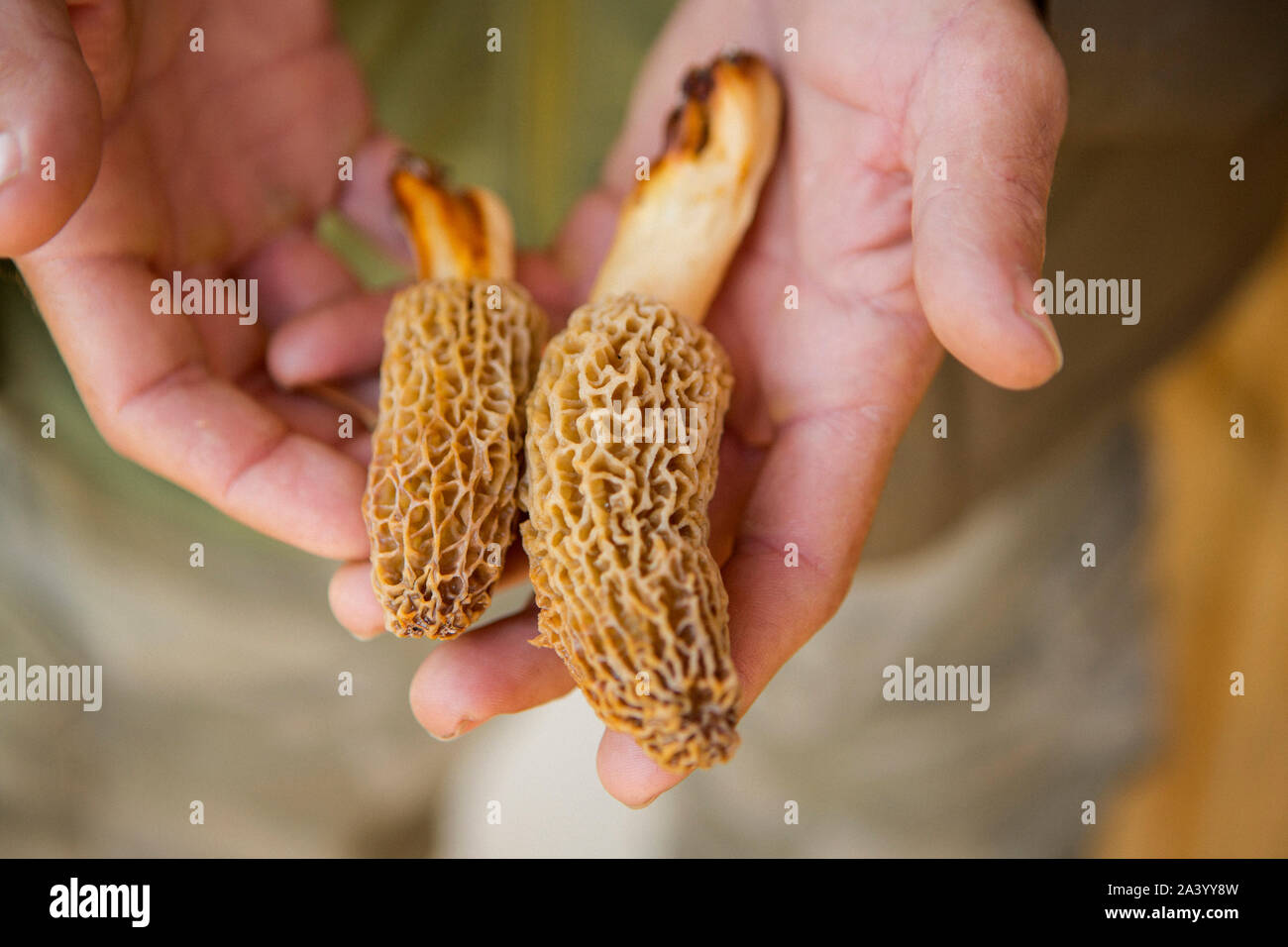 Mann mit Molly moocher Pilze Stockfoto