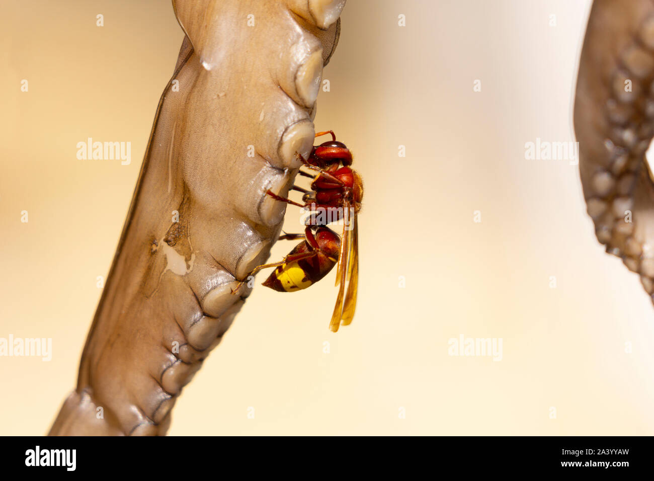 Hornisse oder Wespe mit der Trocknung octopus Tentakeln in selektiven Fokus close-up. Stockfoto