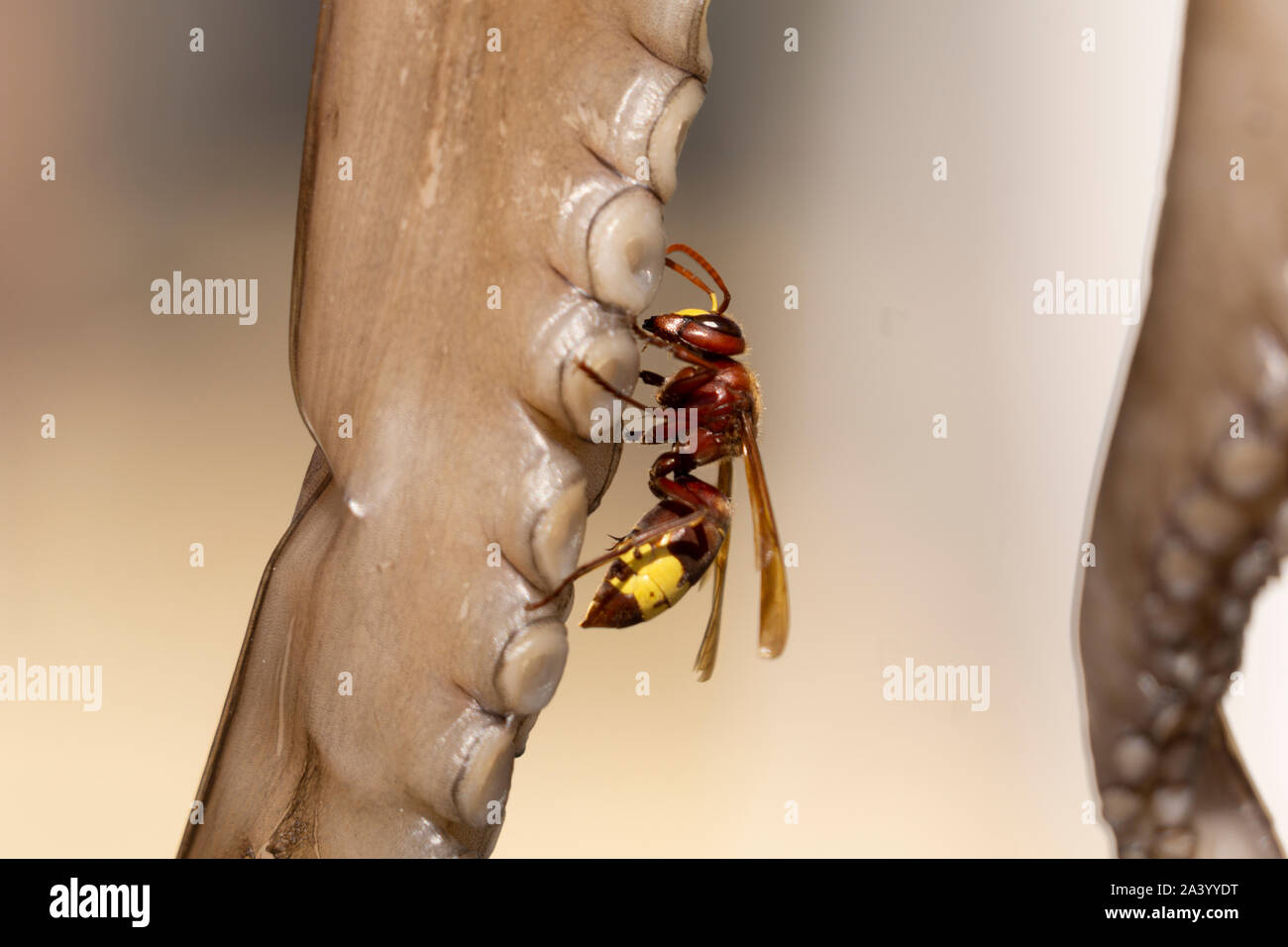 Hornisse oder Wespe mit der Trocknung octopus Tentakeln in selektiven Fokus close-up. Stockfoto