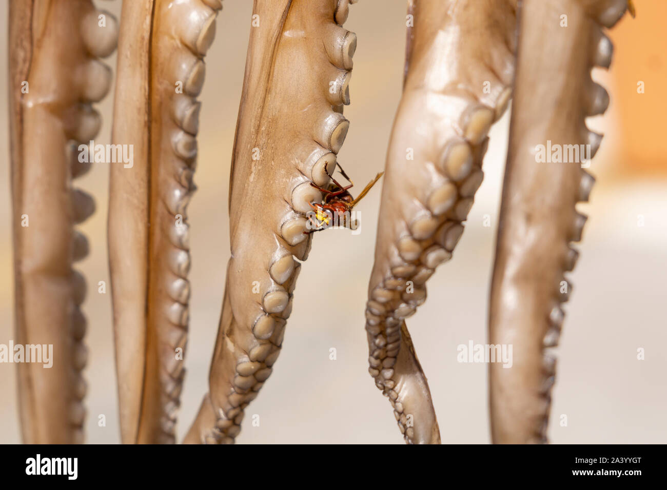 Hornisse oder Wespe mit der Trocknung octopus Tentakeln in selektiven Fokus close-up. Stockfoto