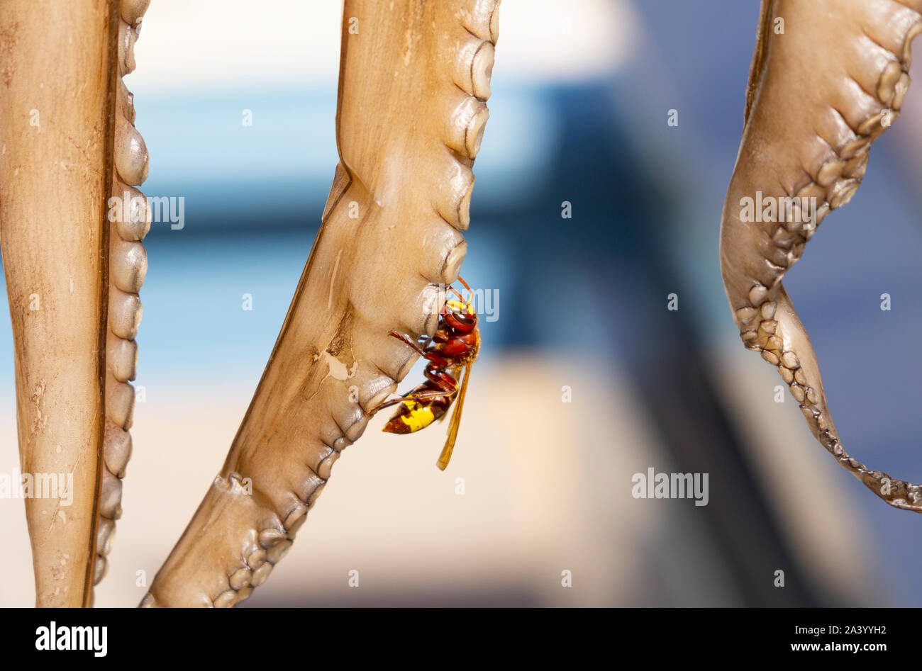 Hornisse oder Wespe mit der Trocknung octopus Tentakeln in selektiven Fokus close-up. Stockfoto