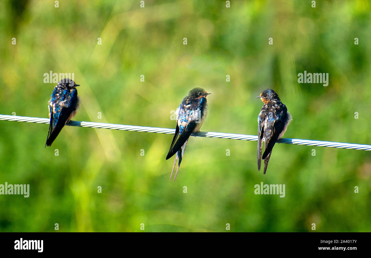 Drei schlucken Vögel stehen Kabel grün Unschärfe Hintergrund Stockfoto