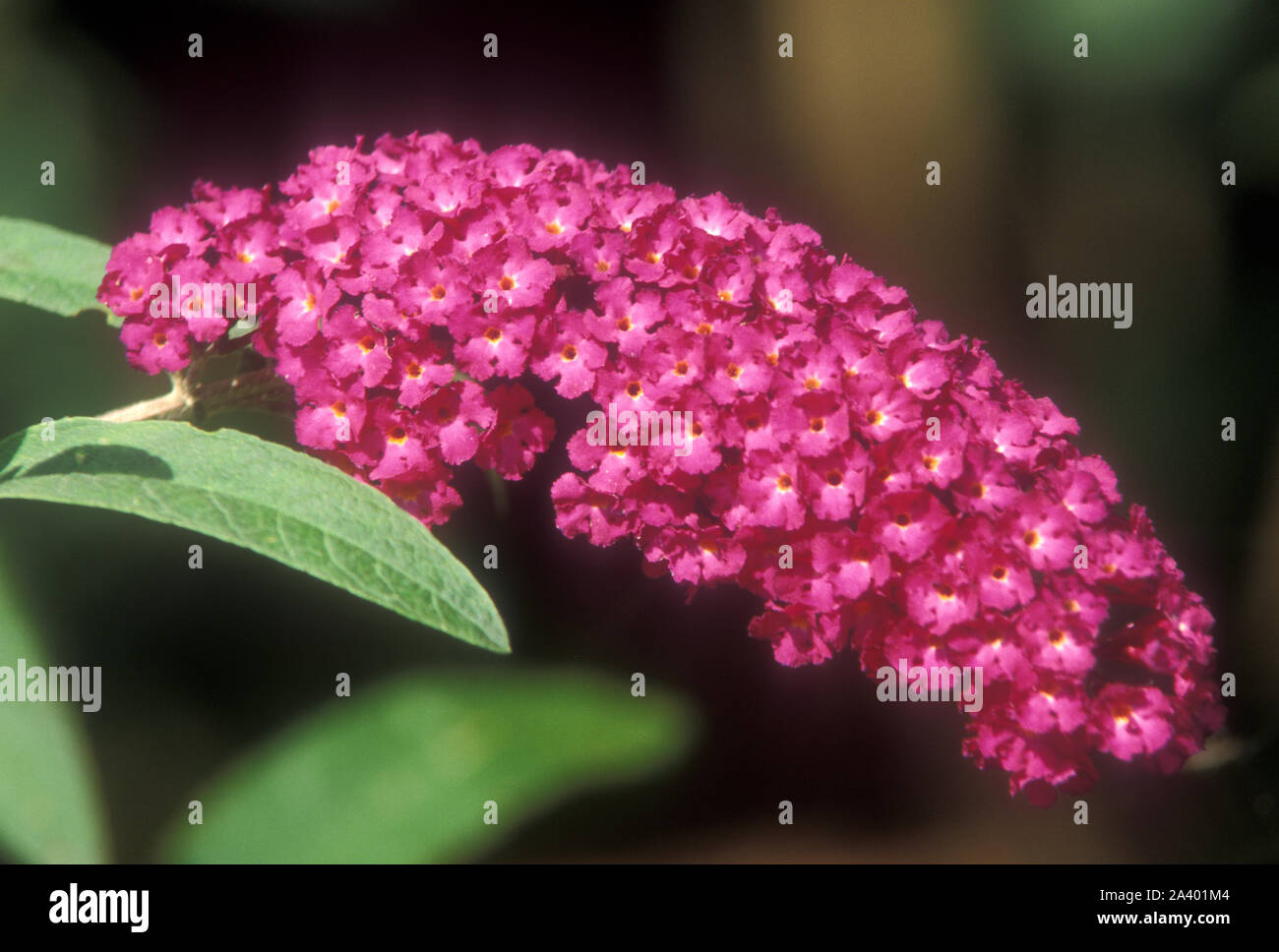 Sommerflieder 'PURPLE PRINCE' (BUTTERFLY BUSH ODER SOMMER LILA) Stockfoto