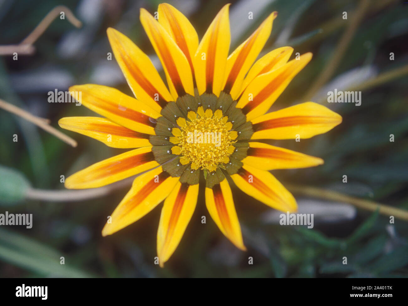 NAH AUFNAHME EINES ORANGERBLÜTEN VON GAZANIA SPLENDENS, AUCH BEKANNT ALS AFRIKANISCHE MARGOLTE, KÜSTEN-GAZANIE ODER SCHATZBLÜTE. AUSTRALIEN. Stockfoto