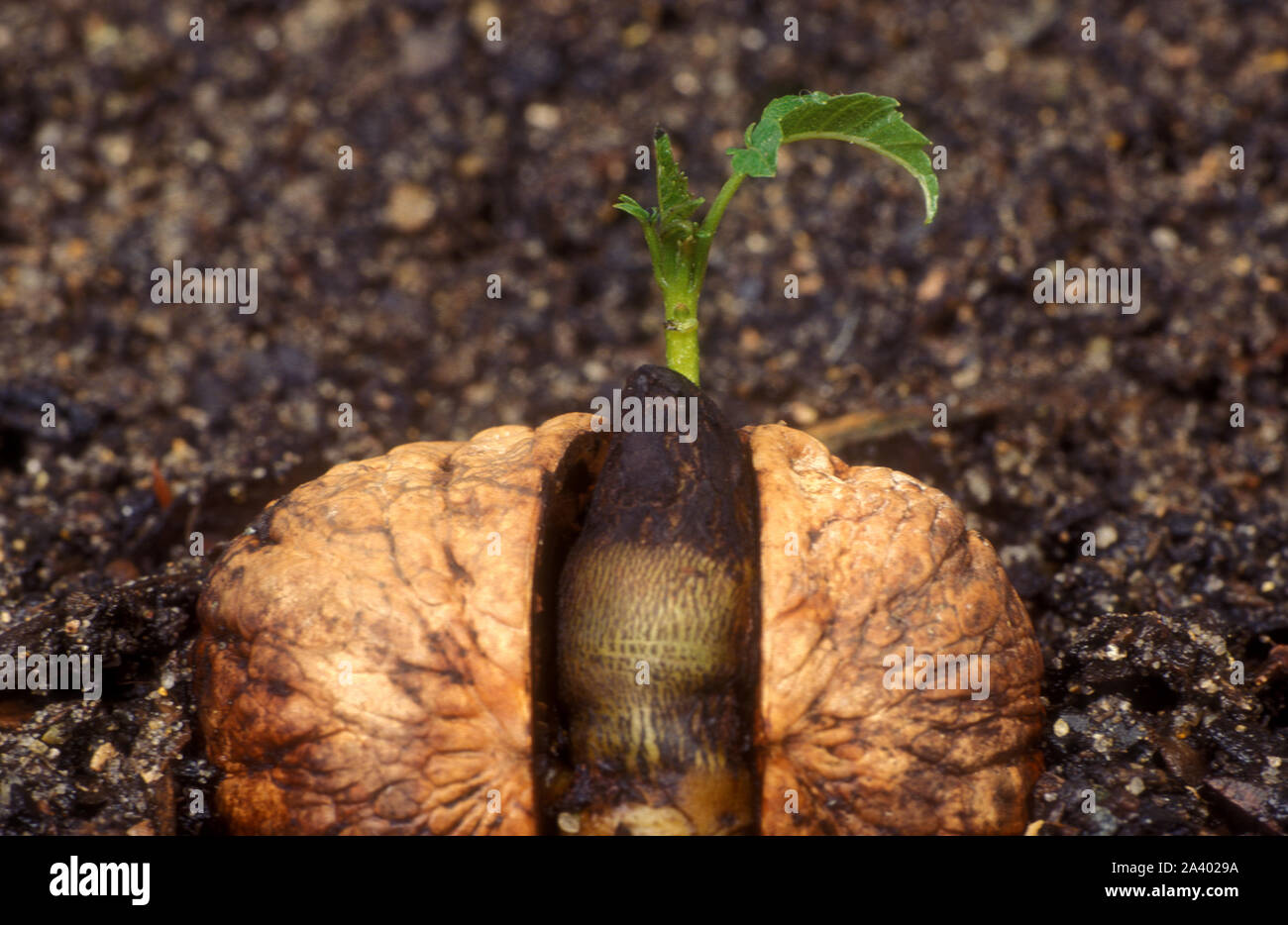 WALNUSSKERNLING (JUGLANS REGIA), DER AUS DER NUSS, JUGLANDACEAE, HERVORTRITT. AUCH BEKANNT ALS PERSISCHE, ENGLISCHE ODER KALIFORNISCHE WALNUSS Stockfoto