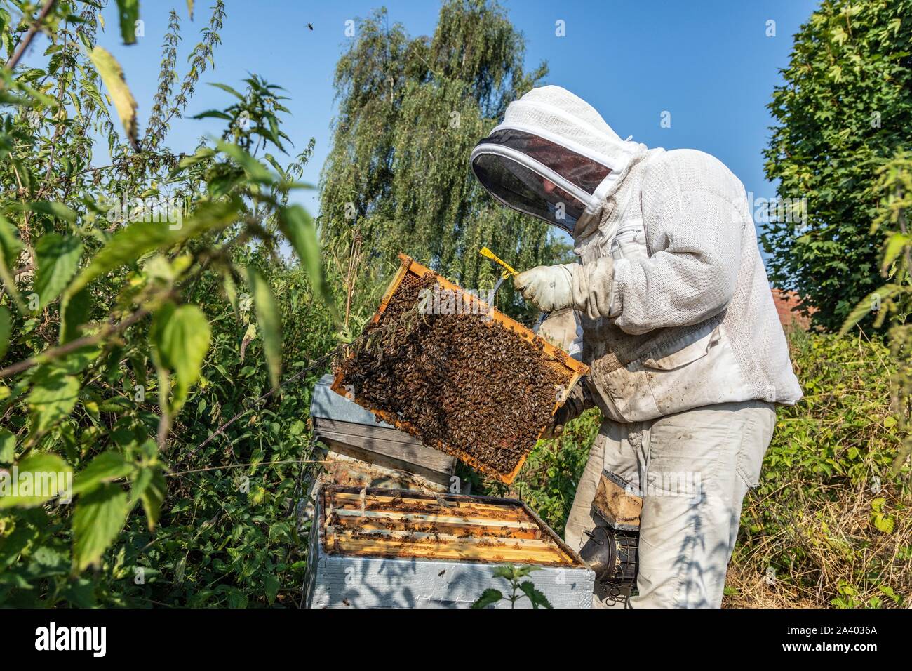 Imker mit seinen Honig FRAMES VOLLER BIENEN, ÜBERPRÜFUNG DER BRUT UND DIE KÖNIGIN, die Arbeit mit den Hives, Burgund, Frankreich Stockfoto