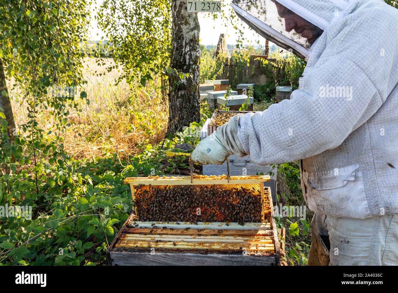 Imker mit seinen Honig FRAMES VOLLER BIENEN, ÜBERPRÜFUNG DER BRUT UND DIE KÖNIGIN, die Arbeit mit den Hives, Burgund, Frankreich Stockfoto