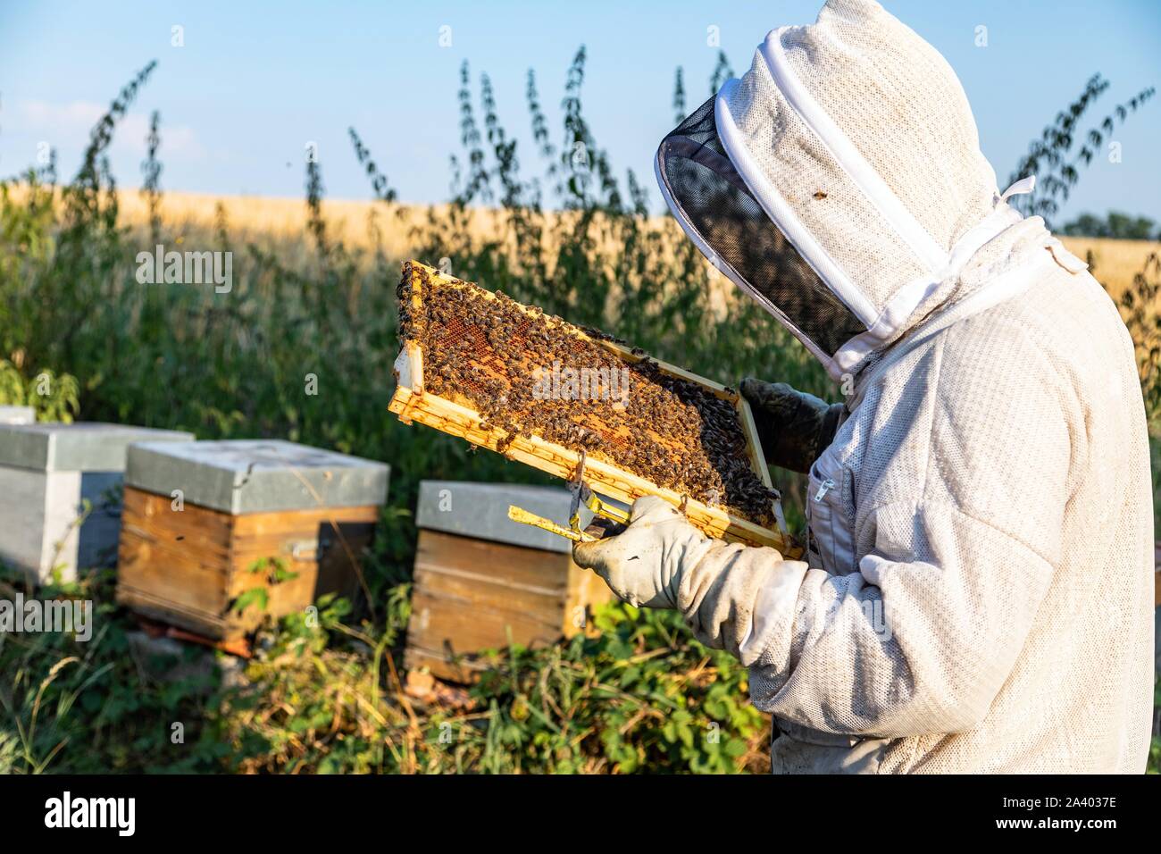 Imker mit seinen Honig FRAMES VOLLER BIENEN, ÜBERPRÜFUNG DER BRUT UND DIE KÖNIGIN, die Arbeit mit den Hives, Burgund, Frankreich Stockfoto