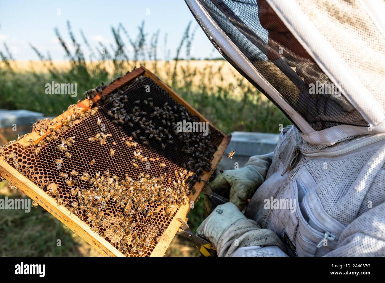 Imker mit seinen Honig FRAMES VOLLER BIENEN, ÜBERPRÜFUNG DER BRUT UND DIE KÖNIGIN, die Arbeit mit den Hives, Burgund, Frankreich Stockfoto