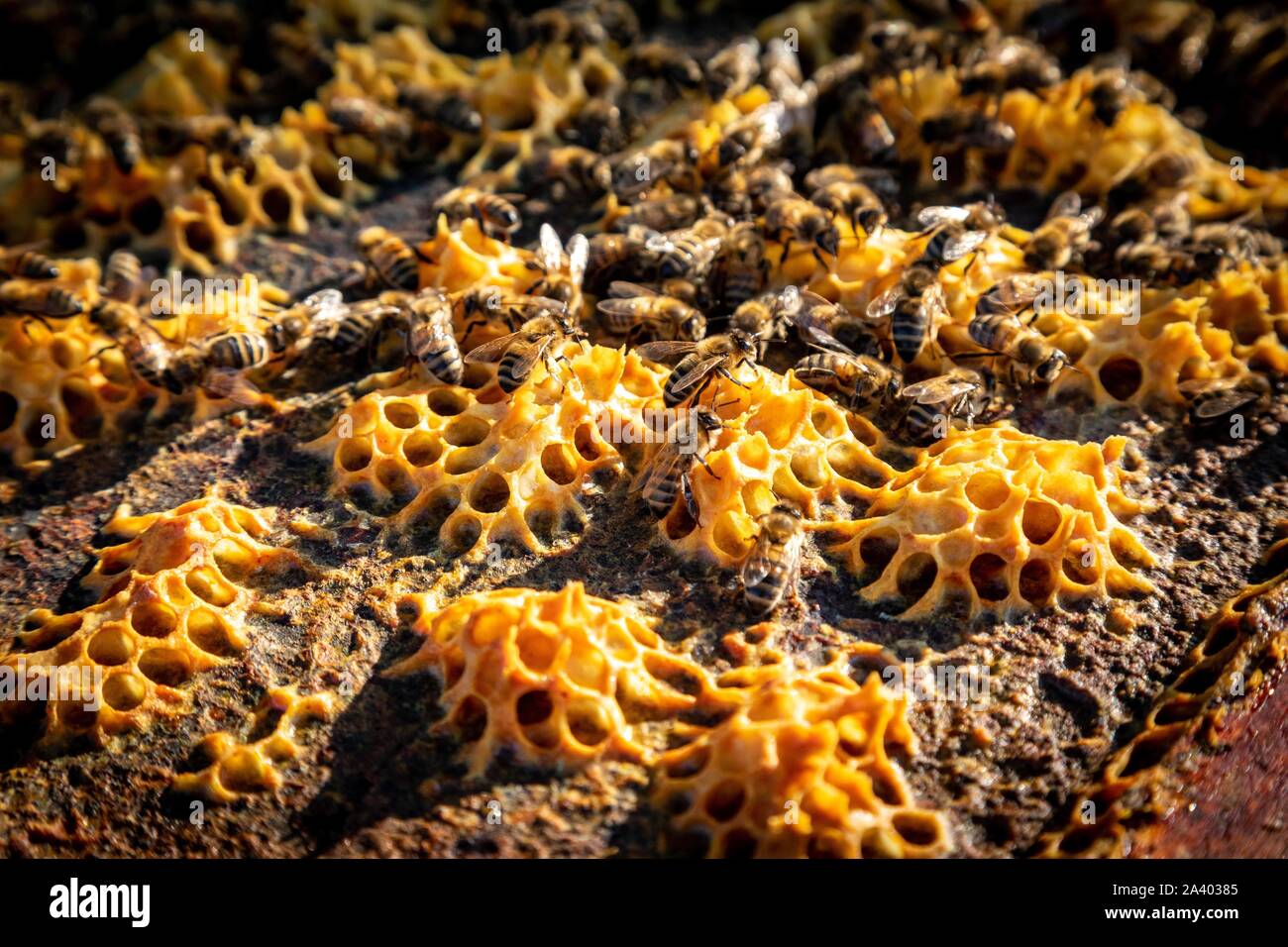 Bienen ARBEITEN IN DER BIENENSTÖCKE, der BAU DER WACHS ZELLEN FÜR DEN HONIG UND DIE Brut, Burgund, Frankreich Stockfoto