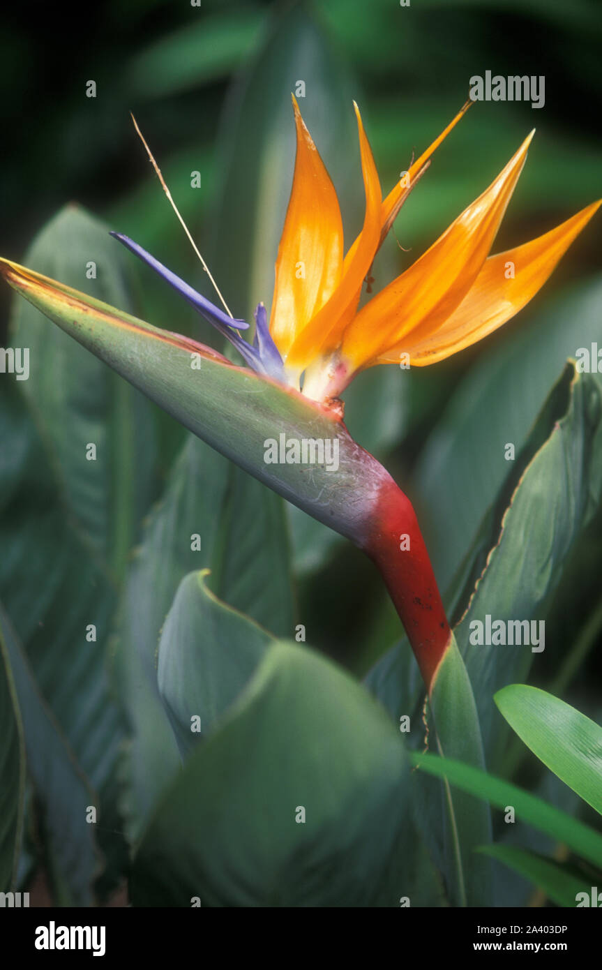 NAHAUFNAHME EINER PARADIESVOGEL-BLUME (STRELITZIA REGINAE) EINE EXOTISCHE PFLANZE, DIE AUCH KRANIENBLUME ODER KRANLILIE GENANNT WIRD, IN NEW SOUTH WALES, AUSTRALIEN. Stockfoto