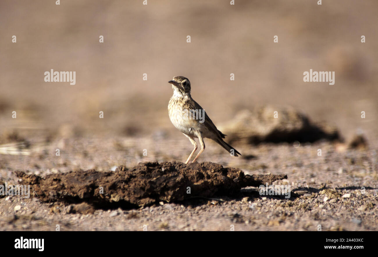 Die Australasian Pieper (Anthus novaeseelandiae). Früher zusammen mit dem Richard, afrikanische, Berg- und Paddyfield pipits zusammengeworfen. Stockfoto