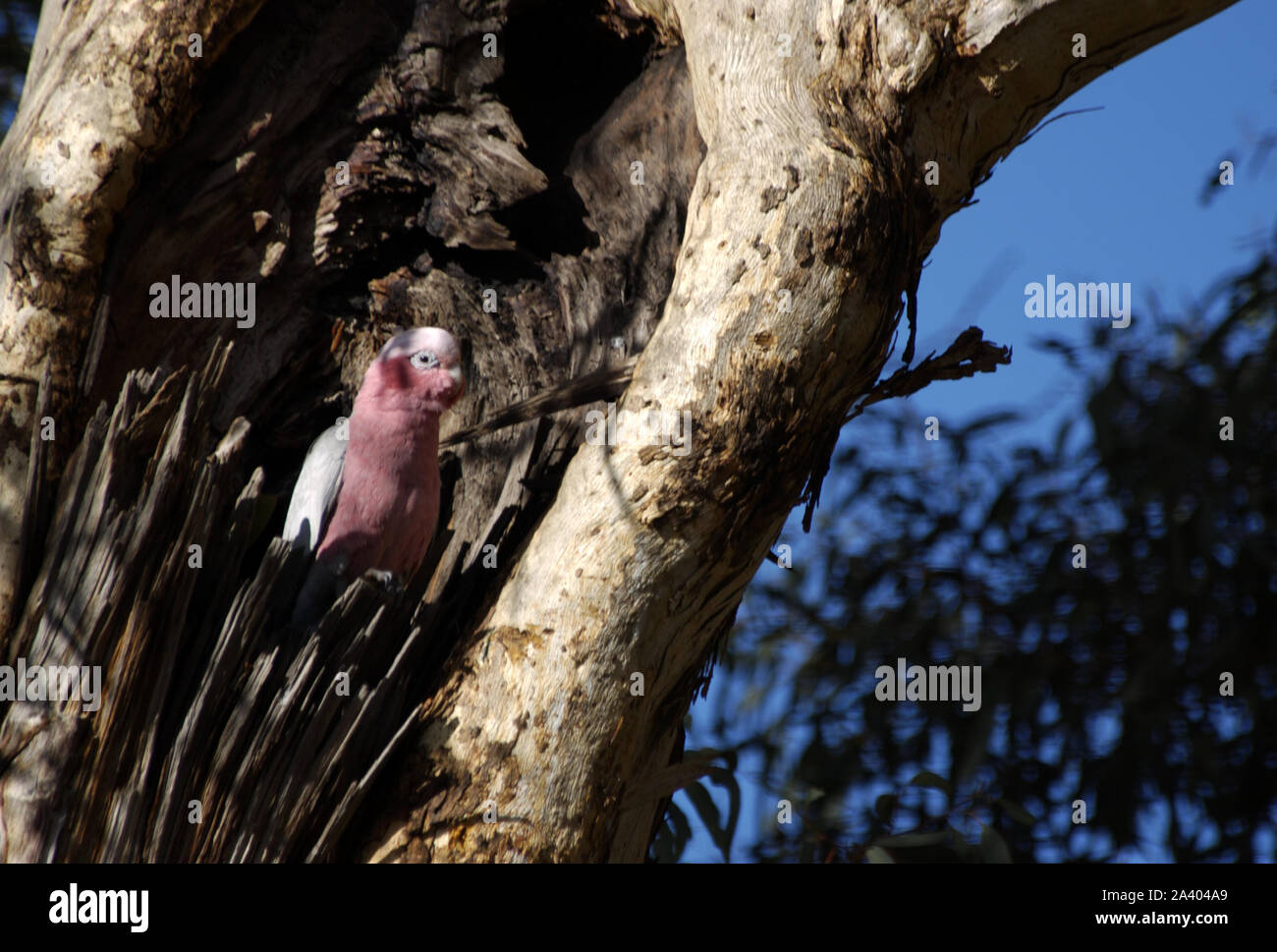 Eine australische GALAH im Nest in einem Baum hohl. GALAHS bauen Nester in Baumhöhlen oder ähnliches mit Blättern ausgekleidet. WESTERN AUSTRALIA. Stockfoto