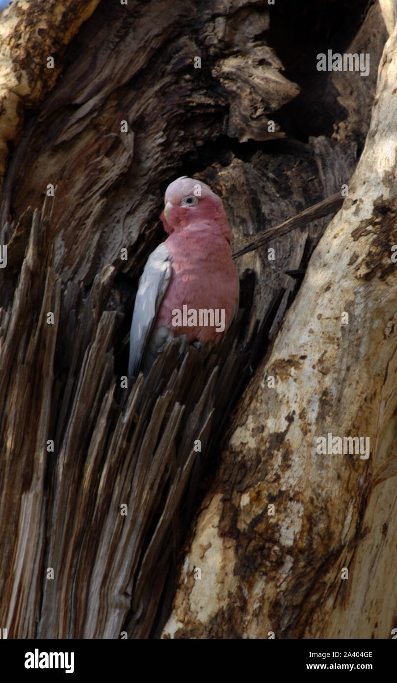 Eine australische GALAH im Nest in einem Baum hohl. GALAHS bauen Nester in Baumhöhlen oder ähnliches mit Blättern ausgekleidet. WESTERN AUSTRALIA. Stockfoto