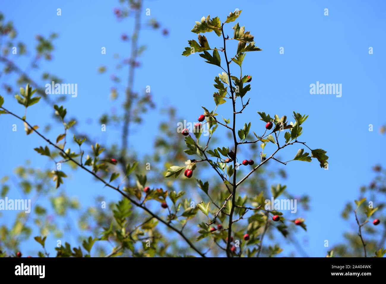 Leuchtend rote Weißdorn-Beeren auf einem Busch in den Wald Stockfoto