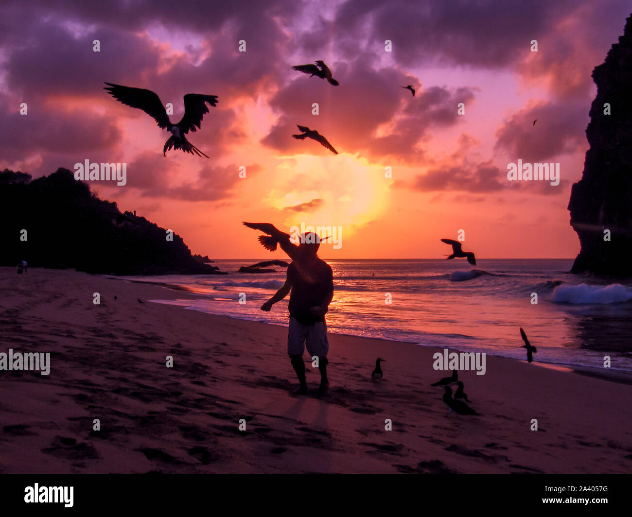 Flying Fregattvögel von Hand an einem Strand auf der Insel Fernando de Noronha, Brasilien gefüttert Stockfoto