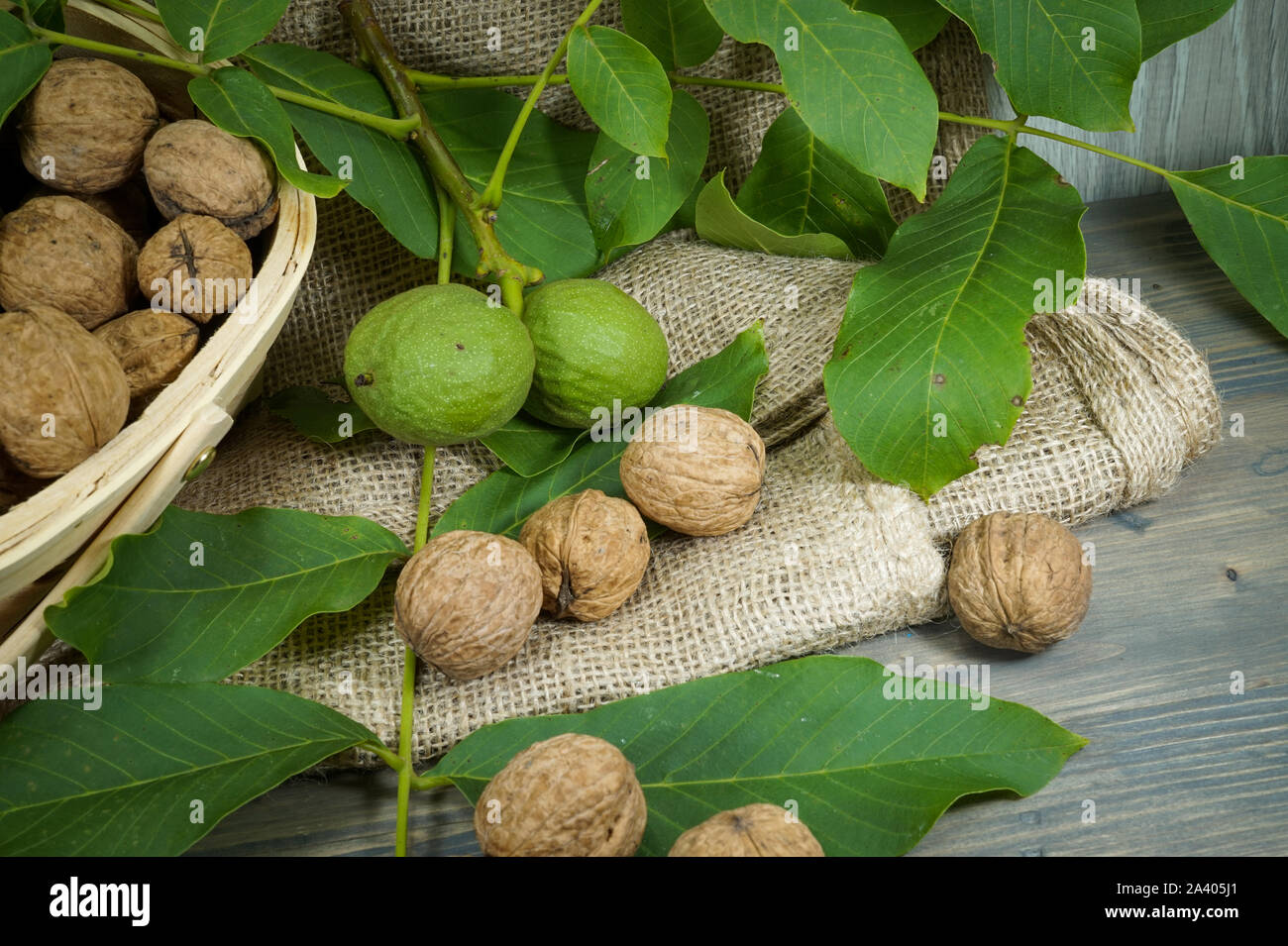 Frische, gesunde Walnüsse in der Schale und grünen Schalen auf einem Tisch mit einem rustikalen geflochtenen Korb in einem niedrigen Winkel anzeigen Stockfoto