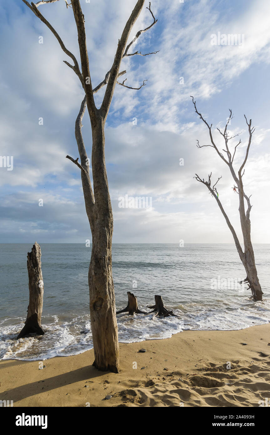 Ein Stand toter Papierbären, die aufgrund des Klimawandels am Wangetti Beach nördlich von Cairns in Queensland, Australien, von steigenden Meeresspiegeln überschwemmt werden. Stockfoto