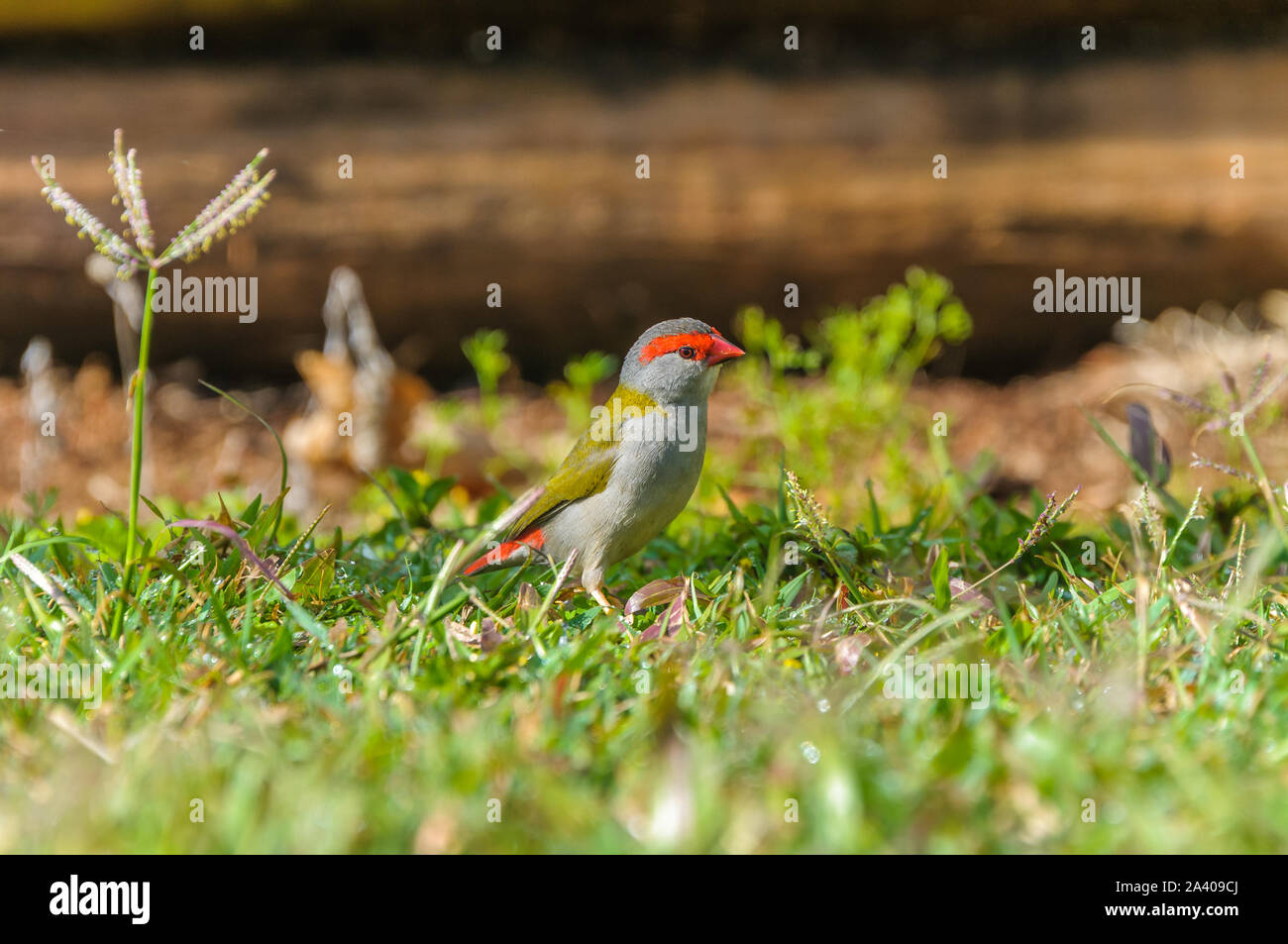 Ein Rotbraun-Finch steht auf einem grasbedeckten Feld und sucht nach Graskörnern und Insekten in Tinaburra Waters Atherton Tablelands, Queensland in Australien. Stockfoto