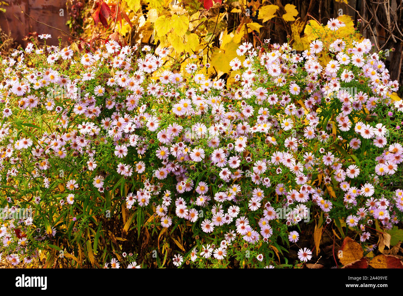 Blühende Blumen von Virginia Aster Herbst Tag. Stockfoto