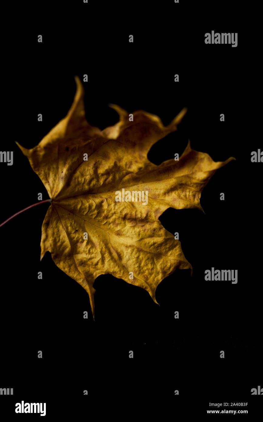 Trockene Blätter im Herbst auf schwarzem Hintergrund Stockfoto