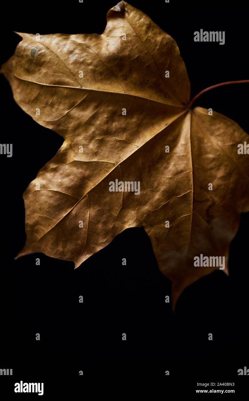 Trockene Blätter im Herbst auf schwarzem Hintergrund Stockfoto