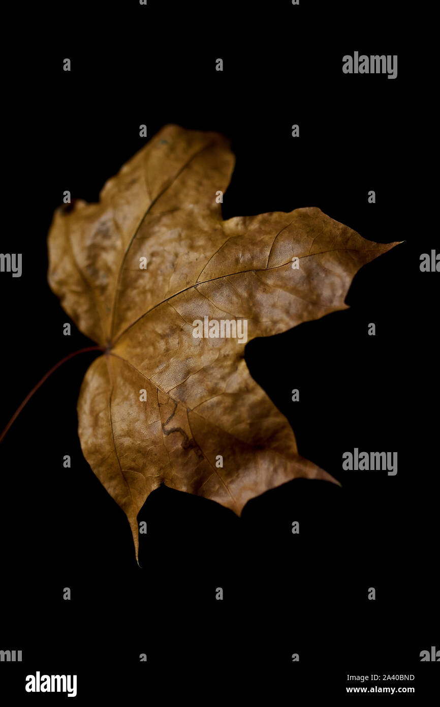 Trockene Blätter im Herbst auf schwarzem Hintergrund Stockfoto
