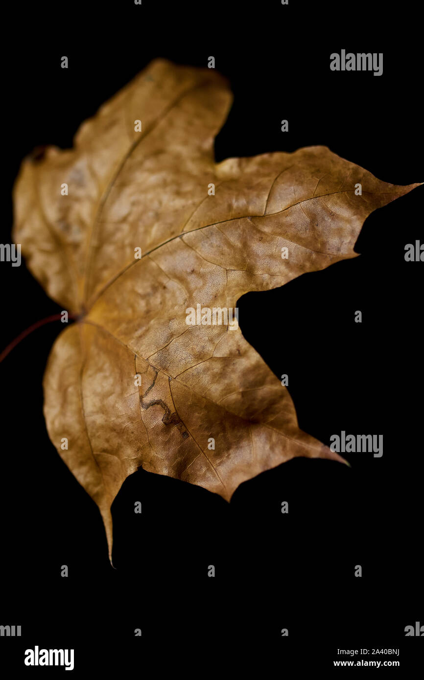 Trockene Blätter im Herbst auf schwarzem Hintergrund Stockfoto