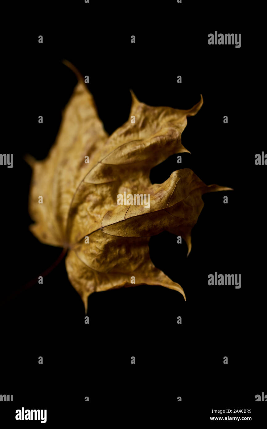 Trockene Blätter im Herbst auf schwarzem Hintergrund Stockfoto