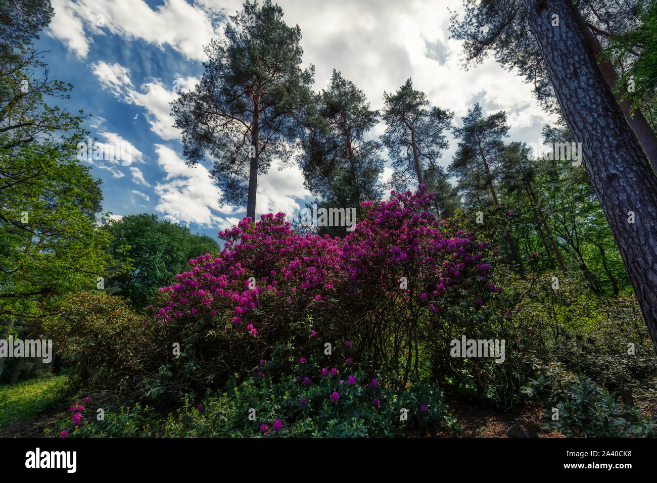Stilvolle Grter Rhododendronpark Deutschlands Bild