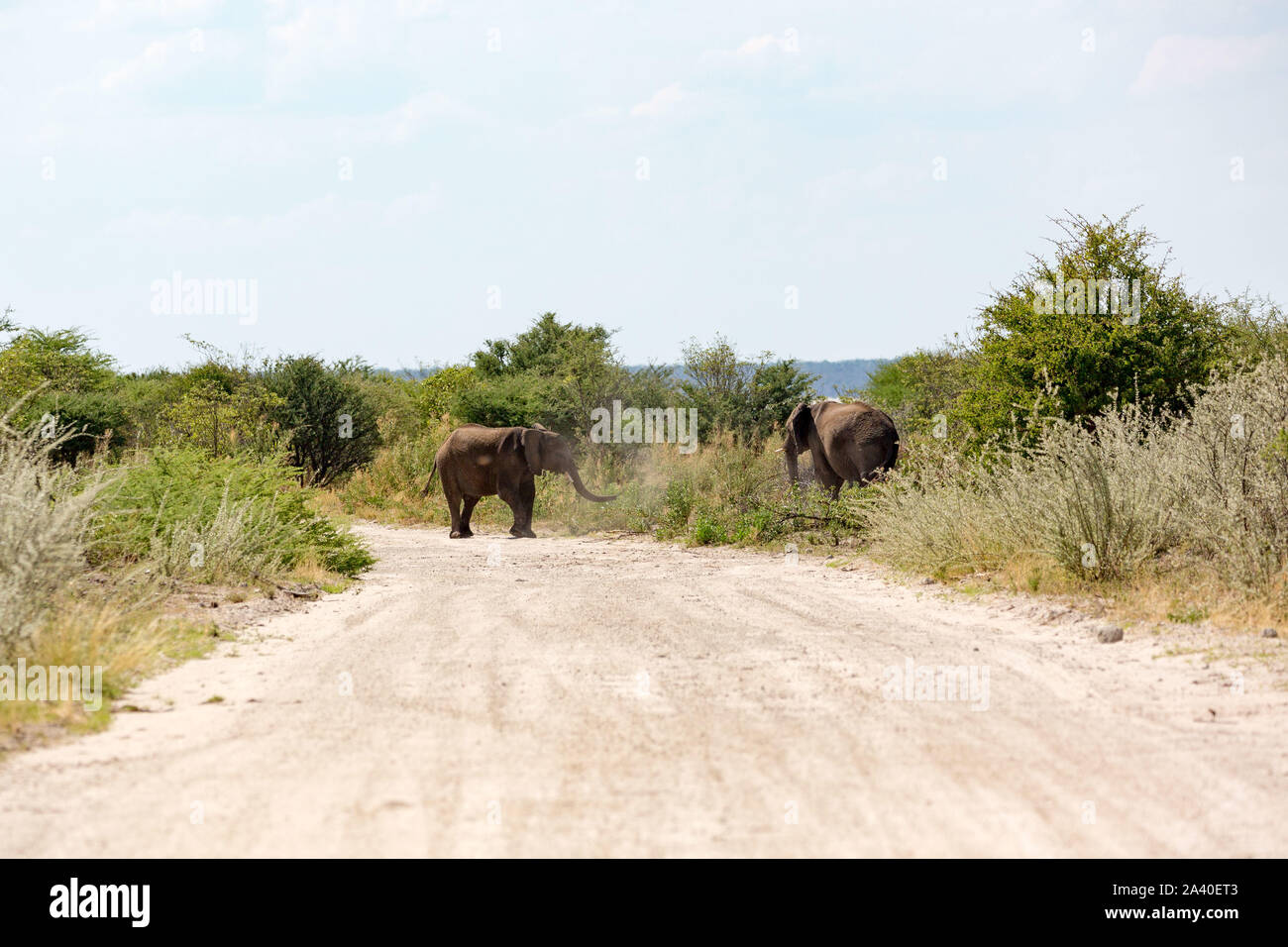 Zwei Elefanten vor Kämpfen auf einer Schotterstraße, Etosha, Namibia, Afrika Stockfoto