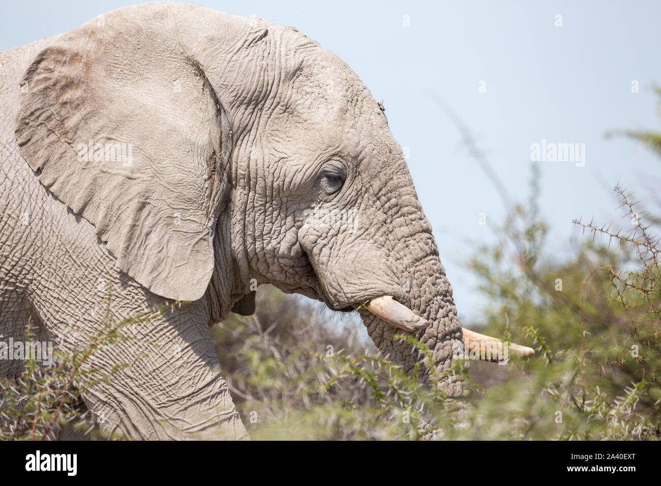 In der Nähe eines Elefanten zu Fuß durch den Busch, Etosha, Namibia, Afrika Stockfoto