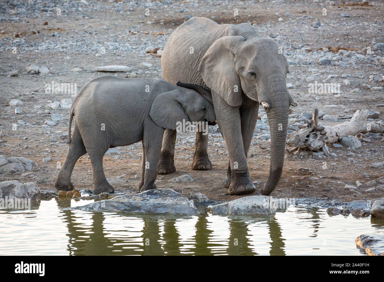 Nachkommen Kuscheln mit seinen Elefanten Mutter neben einem Wasserloch, Etosha, Namibia, Afrika Stockfoto