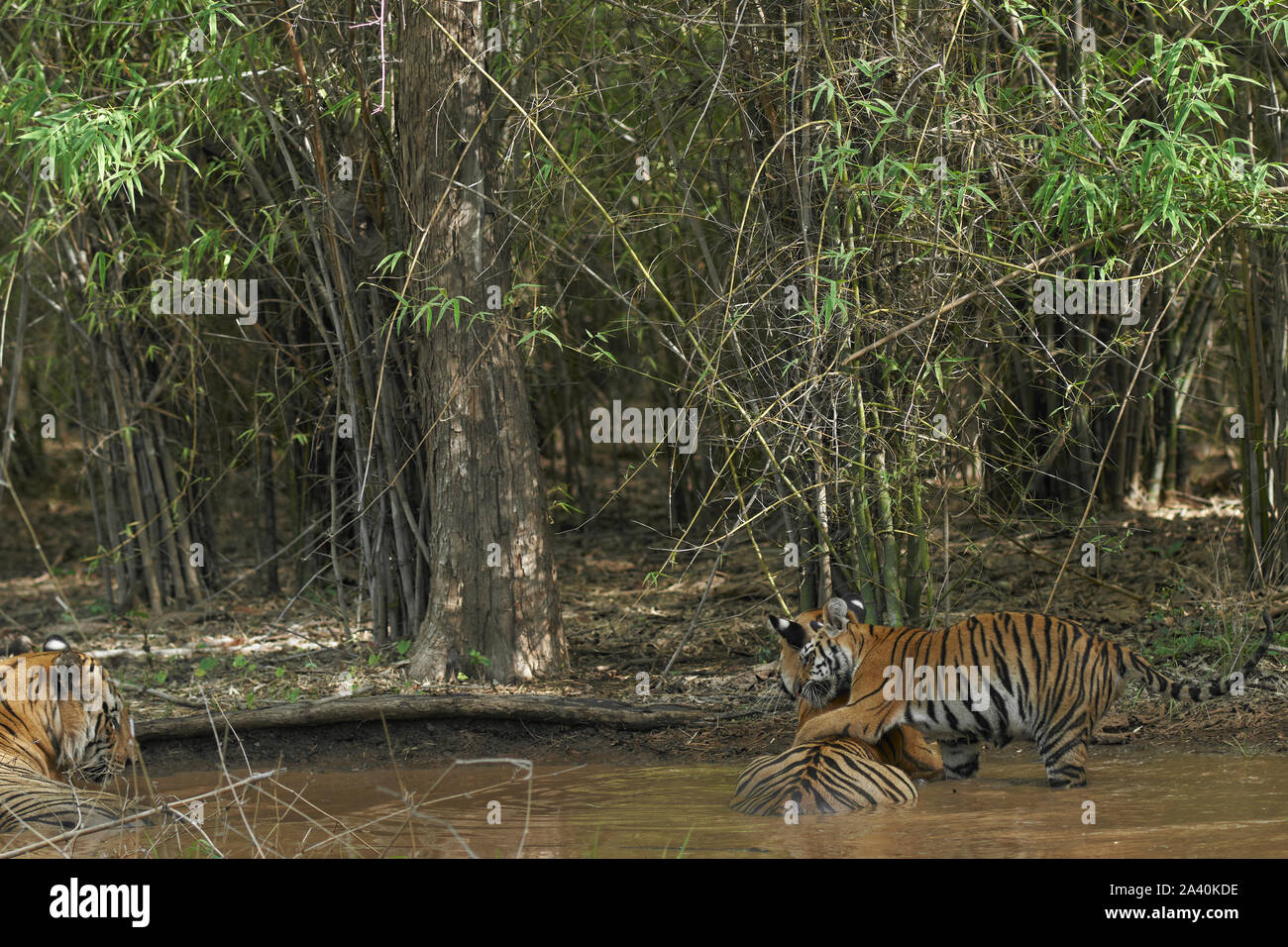 Maya Tigerin und matkasur männliche Tiger Vater mit jungen Abkühlung im Monsun, Tadoba Wald, Indien. Stockfoto